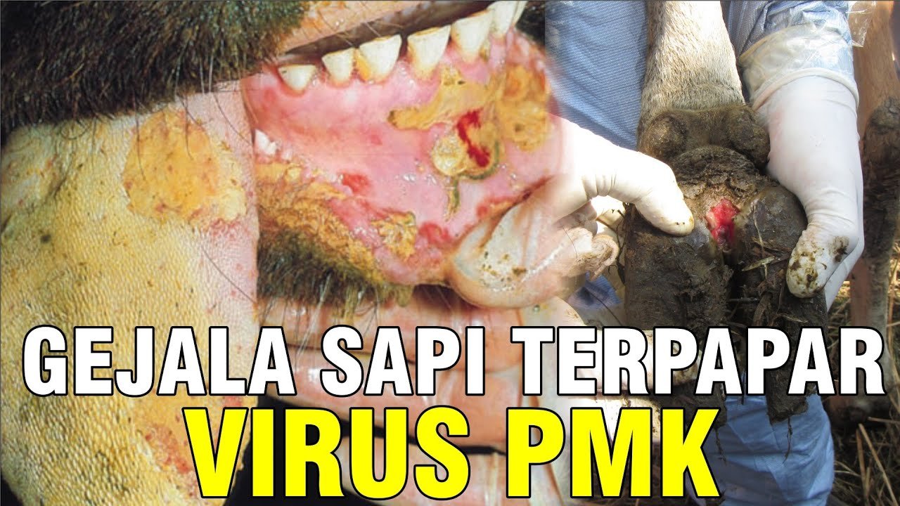 
                                 Gejala-Wabah-PMK-Sapi-Ciri-Apabila-Sudah-Terpapar-Wabah-Penyakit-Mulut-Kuku